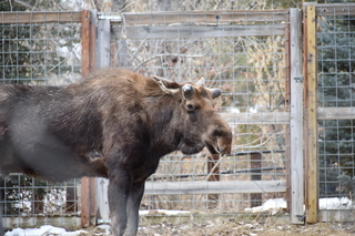 Filename=DSC_1339.JPG
Filesize=17861KiB
Dimensions=7360x4912
Date added=Mar 18, 2020 DSC_1339.JPG