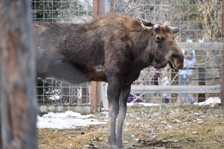 Filename=DSC_1340.JPG
Filesize=18176KiB
Dimensions=7360x4912
Date added=Mar 18, 2020 DSC_1340.JPG