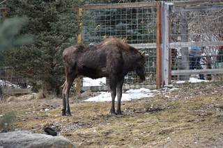 Filename=DSC_1341.JPG
Filesize=21347KiB
Dimensions=7360x4912
Date added=Mar 18, 2020 DSC_1341.JPG