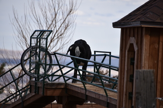 Filename=DSC_1342.JPG
Filesize=15505KiB
Dimensions=7360x4912
Date added=Mar 18, 2020 DSC_1342.JPG