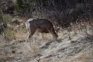 Filename=DSC_1362.JPG
Filesize=22306KiB
Dimensions=7360x4912
Date added=Mar 18, 2020 DSC_1362.JPG