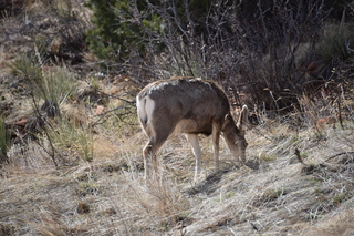 Filename=DSC_1363.JPG
Filesize=22557KiB
Dimensions=7360x4912
Date added=Mar 18, 2020 DSC_1363.JPG