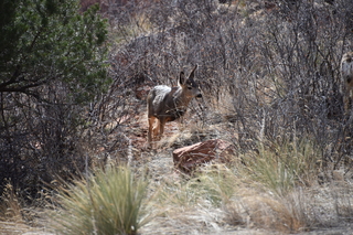 Filename=DSC_1368.JPG
Filesize=22569KiB
Dimensions=7360x4912
Date added=Mar 18, 2020 DSC_1368.JPG