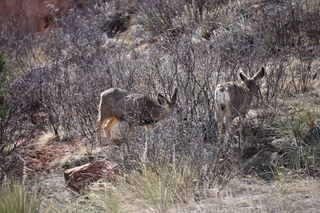 Filename=DSC_1369.JPG
Filesize=23659KiB
Dimensions=7360x4912
Date added=Mar 18, 2020 DSC_1369.JPG