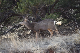 Filename=DSC_1370.JPG
Filesize=20609KiB
Dimensions=7360x4912
Date added=Mar 18, 2020 DSC_1370.JPG