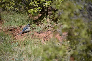 Filename=DSC_4907.JPG
Filesize=18903KiB
Dimensions=7360x4912
Date added=Sep 19, 2019 DSC_4907.JPG