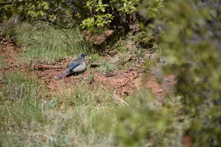 Filename=DSC_4908.JPG
Filesize=18949KiB
Dimensions=7360x4912
Date added=Sep 19, 2019 DSC_4908.JPG