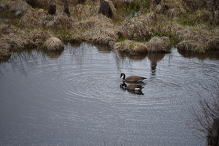 Filename=DSC_4967.JPG
Filesize=20657KiB
Dimensions=7360x4912
Date added=Sep 19, 2019 DSC_4967.JPG