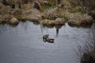 Filename=DSC_4968.JPG
Filesize=21129KiB
Dimensions=7360x4912
Date added=Sep 19, 2019 DSC_4968.JPG