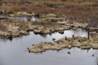 Filename=DSC_4976.JPG
Filesize=24990KiB
Dimensions=7360x4912
Date added=Sep 19, 2019 DSC_4976.JPG