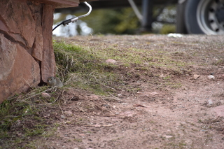 Filename=DSC_5016.JPG
Filesize=20050KiB
Dimensions=7360x4912
Date added=Sep 19, 2019 DSC_5016.JPG