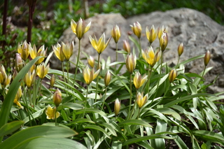 Filename=DSC_5061.JPG
Filesize=16979KiB
Dimensions=7360x4912
Date added=Sep 19, 2019 DSC_5061.JPG