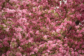 Filename=DSC_5103.JPG
Filesize=20715KiB
Dimensions=7360x4912
Date added=Sep 19, 2019 DSC_5103.JPG