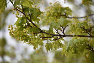 Filename=DSC_5104.JPG
Filesize=15893KiB
Dimensions=7360x4912
Date added=Sep 19, 2019 DSC_5104.JPG