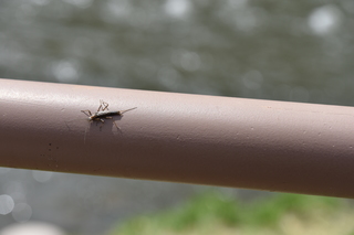 Filename=DSC_5162.JPG
Filesize=16090KiB
Dimensions=7360x4912
Date added=Sep 19, 2019 DSC_5162.JPG