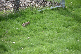 Filename=DSC_5191.JPG
Filesize=23402KiB
Dimensions=7360x4912
Date added=Sep 19, 2019 DSC_5191.JPG