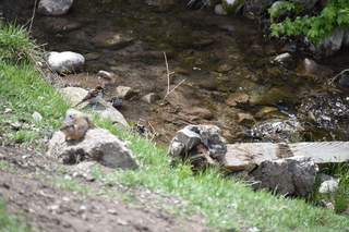 Filename=DSC_5200.JPG
Filesize=18890KiB
Dimensions=7360x4912
Date added=Sep 19, 2019 DSC_5200.JPG