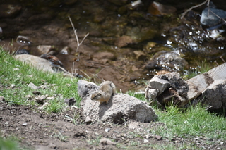 Filename=DSC_5206.JPG
Filesize=19161KiB
Dimensions=7360x4912
Date added=Sep 19, 2019 DSC_5206.JPG