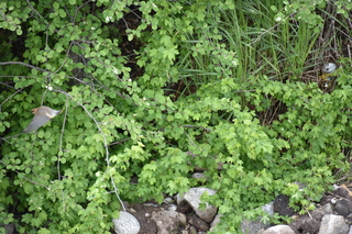 Filename=DSC_5209.JPG
Filesize=19504KiB
Dimensions=7360x4912
Date added=Sep 19, 2019 DSC_5209.JPG