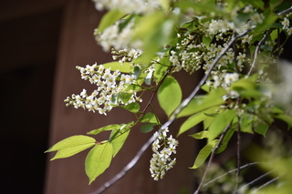 Filename=DSC_5237.JPG
Filesize=15664KiB
Dimensions=7360x4912
Date added=Sep 19, 2019 DSC_5237.JPG