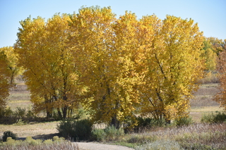 Filename=DSC_5243~0.JPG
Filesize=27160KiB
Dimensions=7360x4912
Date added=Oct 22, 2021 DSC_5243~0.JPG