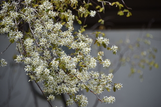 Filename=DSC_5247.JPG
Filesize=17340KiB
Dimensions=7360x4912
Date added=Sep 19, 2019 DSC_5247.JPG