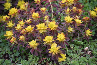 Filename=DSC_5253.JPG
Filesize=17618KiB
Dimensions=7360x4912
Date added=Sep 19, 2019 DSC_5253.JPG