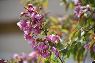 Filename=DSC_5254.JPG
Filesize=15916KiB
Dimensions=7360x4912
Date added=Sep 19, 2019 DSC_5254.JPG