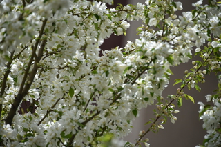 Filename=DSC_5256.JPG
Filesize=17237KiB
Dimensions=7360x4912
Date added=Sep 19, 2019 DSC_5256.JPG