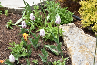 Filename=DSC_5273.JPG
Filesize=19032KiB
Dimensions=7360x4912
Date added=Sep 19, 2019 DSC_5273.JPG