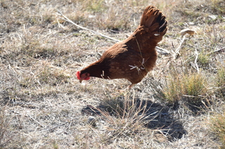 Filename=DSC_5323~0.JPG
Filesize=21955KiB
Dimensions=7360x4912
Date added=Oct 22, 2021 DSC_5323~0.JPG