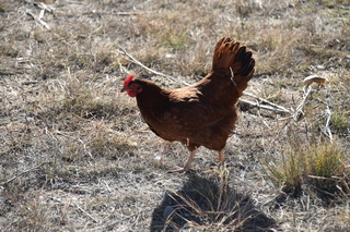 Filename=DSC_5324~0.JPG
Filesize=25051KiB
Dimensions=7360x4912
Date added=Oct 22, 2021 DSC_5324~0.JPG