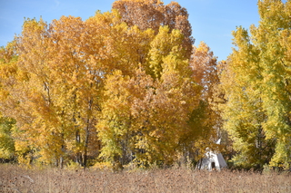 Filename=DSC_5343~0.JPG
Filesize=29070KiB
Dimensions=7360x4912
Date added=Oct 22, 2021 DSC_5343~0.JPG