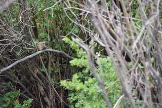 Filename=DSC_5344.JPG
Filesize=18298KiB
Dimensions=7360x4912
Date added=Sep 19, 2019 DSC_5344.JPG