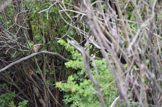 Filename=DSC_5345.JPG
Filesize=18237KiB
Dimensions=7360x4912
Date added=Sep 19, 2019 DSC_5345.JPG