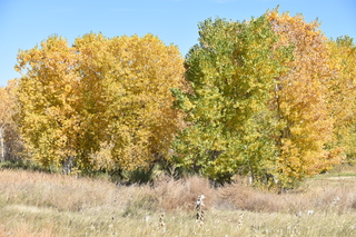 Filename=DSC_5352~0.JPG
Filesize=30613KiB
Dimensions=7360x4912
Date added=Oct 22, 2021 DSC_5352~0.JPG