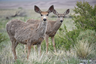 Filename=DSC_5390.JPG
Filesize=19211KiB
Dimensions=7360x4912
Date added=Sep 19, 2019 DSC_5390.JPG