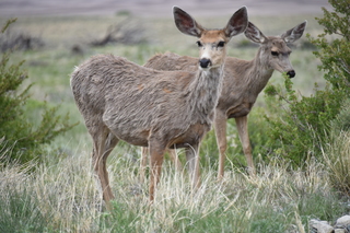 Filename=DSC_5391.JPG
Filesize=18970KiB
Dimensions=7360x4912
Date added=Sep 19, 2019 DSC_5391.JPG