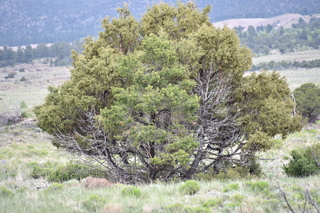 Filename=DSC_5393.JPG
Filesize=20813KiB
Dimensions=7360x4912
Date added=Sep 19, 2019 DSC_5393.JPG