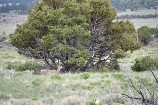 Filename=DSC_5397.JPG
Filesize=22358KiB
Dimensions=7360x4912
Date added=Sep 19, 2019 DSC_5397.JPG