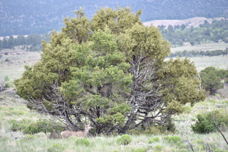 Filename=DSC_5398.JPG
Filesize=20711KiB
Dimensions=7360x4912
Date added=Sep 19, 2019 DSC_5398.JPG