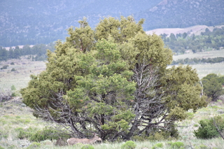 Filename=DSC_5407.JPG
Filesize=21298KiB
Dimensions=7360x4912
Date added=Sep 19, 2019 DSC_5407.JPG