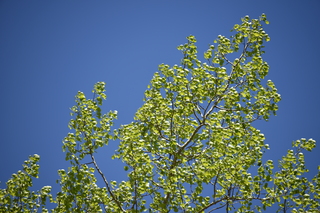 Filename=DSC_5834.JPG
Filesize=19213KiB
Dimensions=7360x4912
Date added=Sep 19, 2019 DSC_5834.JPG