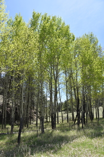 Filename=DSC_5836.JPG
Filesize=25330KiB
Dimensions=4912x7360
Date added=Sep 19, 2019 DSC_5836.JPG