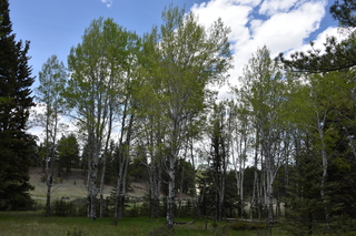 Filename=DSC_5840.JPG
Filesize=26179KiB
Dimensions=7360x4912
Date added=Sep 19, 2019 DSC_5840.JPG