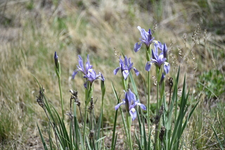 Filename=DSC_5853.JPG
Filesize=18002KiB
Dimensions=7360x4912
Date added=Sep 19, 2019 DSC_5853.JPG