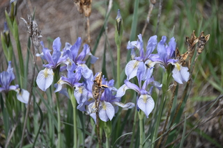 Filename=DSC_5855.JPG
Filesize=16115KiB
Dimensions=7360x4912
Date added=Sep 19, 2019 DSC_5855.JPG