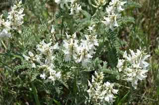 Filename=DSC_5859.JPG
Filesize=17524KiB
Dimensions=7360x4912
Date added=Sep 19, 2019 DSC_5859.JPG