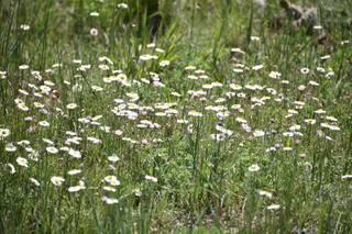 Filename=DSC_5861.JPG
Filesize=20636KiB
Dimensions=7360x4912
Date added=Sep 19, 2019 DSC_5861.JPG