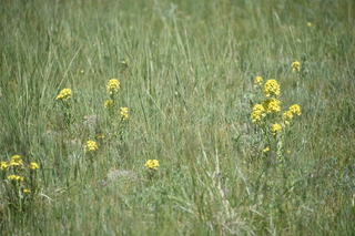 Filename=DSC_5862.JPG
Filesize=19889KiB
Dimensions=7360x4912
Date added=Sep 19, 2019 DSC_5862.JPG